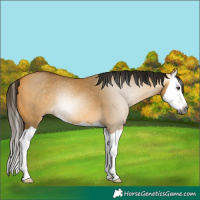 Horse Color:Gray Buckskin Dun Splash 
