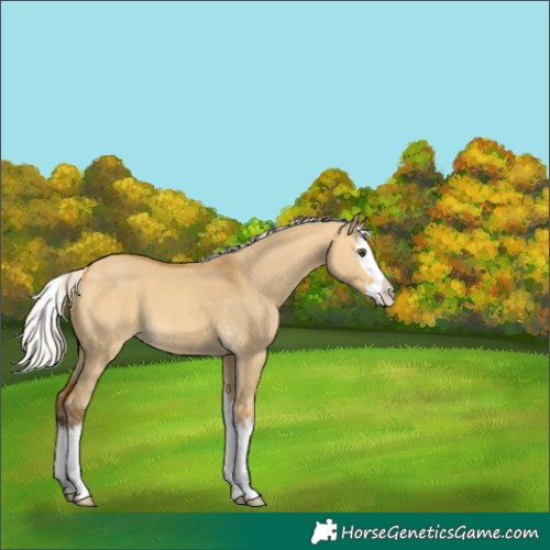 Horse Color:Silver Buckskin Dun Splash 