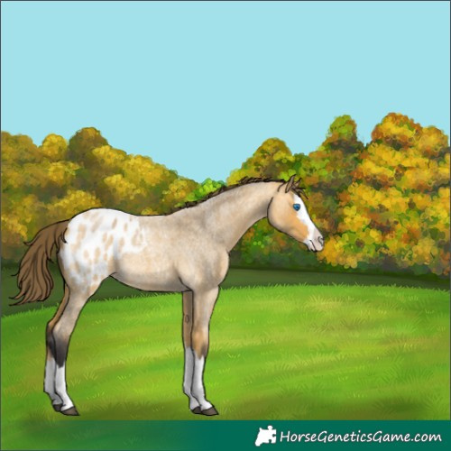 Horse Color:Buckskin Roan Splash Blanket 