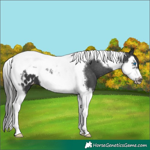 Horse Color:Black Splash Tobiano Frame Blanket 