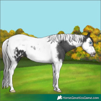 Horse Color:Black Splash Tobiano Frame Appaloosa