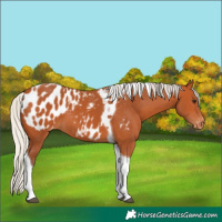 Horse Color:Silver Bay Tobiano Blanket 