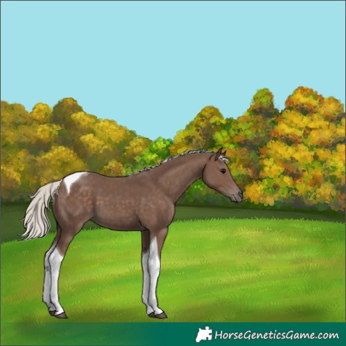 Horse Color:Silver Black Tobiano 