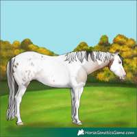 Horse Color:Gray Amber Champagne Splash Tobiano Blanket 