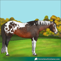 Horse Color:Gray Brown Splash Tobiano Blanket 