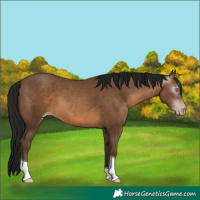 Horse Color:Gray Sable Champagne Tobiano 