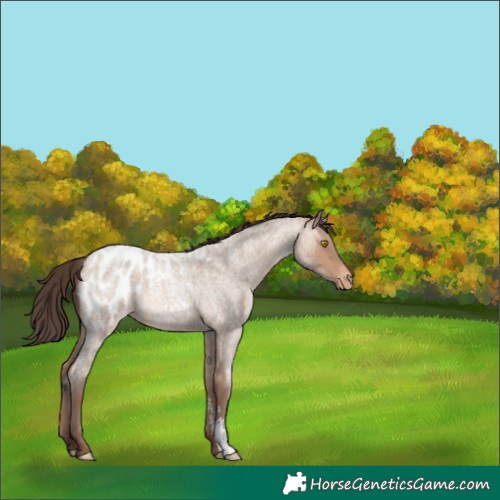Horse Color:Amber Champagne Roan Sabino Blanket 