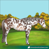Horse Color:Bay Sabino Near Leopard 