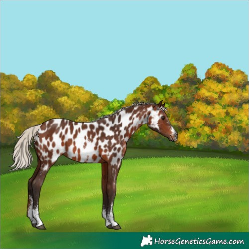 Horse Color:Gray Silver Bay Sabino Near Leopard 