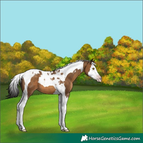 Horse Color:Gray Amber Champagne Splash Tobiano 