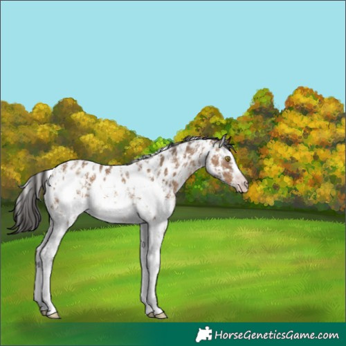 Horse Color:Gray Amber Champagne Sabino Near Leopard 