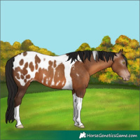 Horse Color:Gray Amber Champagne Tobiano Appaloosa 