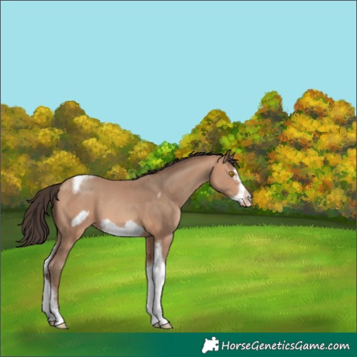 Horse Color:Amber Champagne Tobiano Frame 