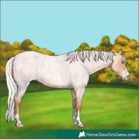 Horse Color:Silver Amber Champagne Roan Sabino 