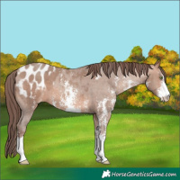 Horse Color:Sable Champagne Sabino Blanket 