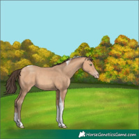 Horse Color:Amber Champagne Tobiano