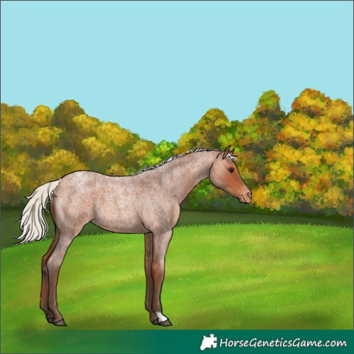 Horse Color:Silver Bay Roan Blanket 