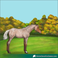 Horse Color:Silver Bay Roan Appaloosa 