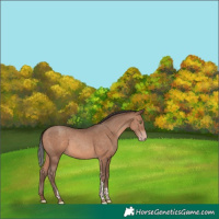 Horse Color:Sable Champagne Tobiano