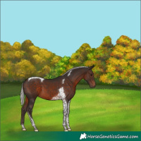 Horse Color:Silver Brown Tobiano 