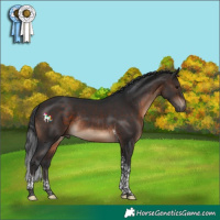 Horse Color:Brown Tobiano Rabicano 