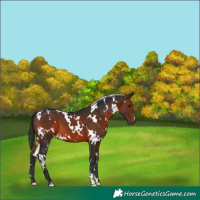 Horse Color:White Spotted Brown