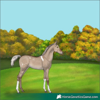 Horse Color:White Spotted Silver Grullo Tobiano