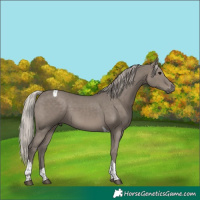Horse Color:Silver Grullo Tobiano 