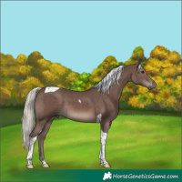 Horse Color:Silver Black Tobiano 