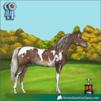 Horse Color:White Spotted Silver Black Tobiano 