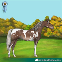Horse Color:White Spotted Silver Black Tobiano 