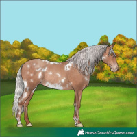 Horse Color:White Spotted Silver Sable Champagne Rabicano 