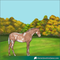 Horse Color:White Spotted Silver Sable Champagne Rabicano 