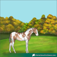 Horse Color:White Spotted Amber Champagne Splash Tobiano Rabicano 