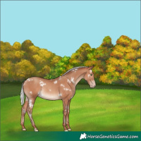 Horse Color:White Spotted Silver Sable Champagne Rabicano