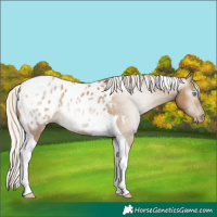 Horse Color:Gray Silver Smoky Black Pearl Tobiano Appaloosa 