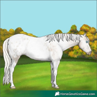 Horse Color:Gray Silver Smoky Black Pearl Tobiano Appaloosa 