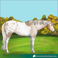Horse Color:Gray Palomino Tobiano Appaloosa