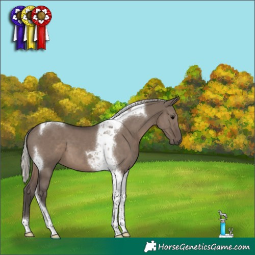 Horse Color:Silver Grullo Tobiano 