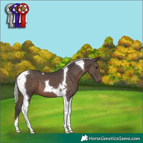 Horse Color:Silver Black Tobiano 
