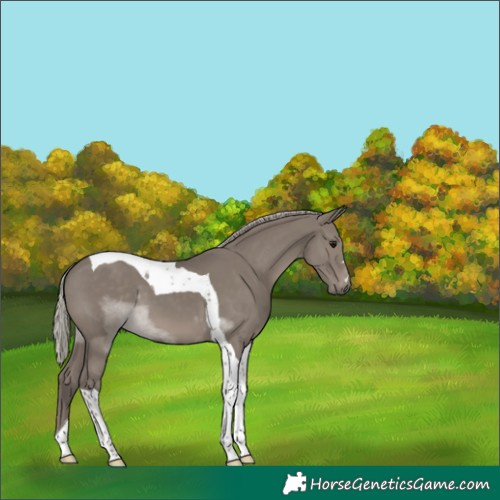 Horse Color:Silver Grullo Tobiano 