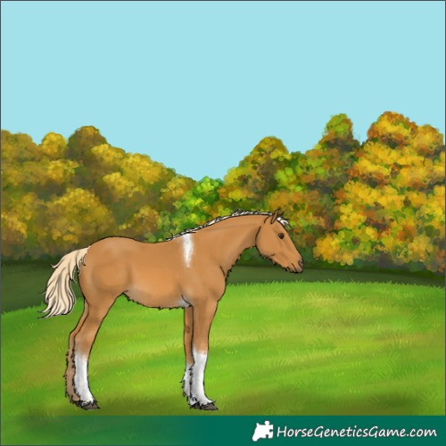 Horse Color:White Spotted Palomino Tobiano 