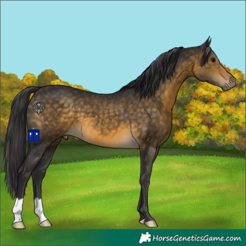 Horse Color:Buckskin 