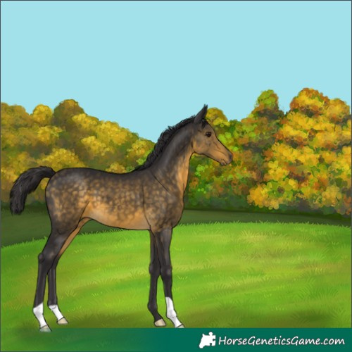 Horse Color:Buckskin 