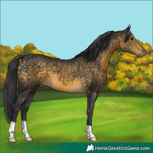 Horse Color:Buckskin 