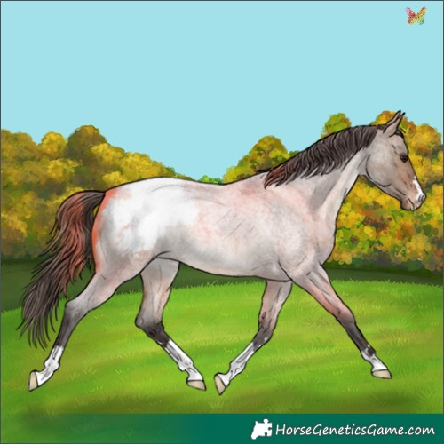 Horse Color:Bay Roan Dun Appaloosa 