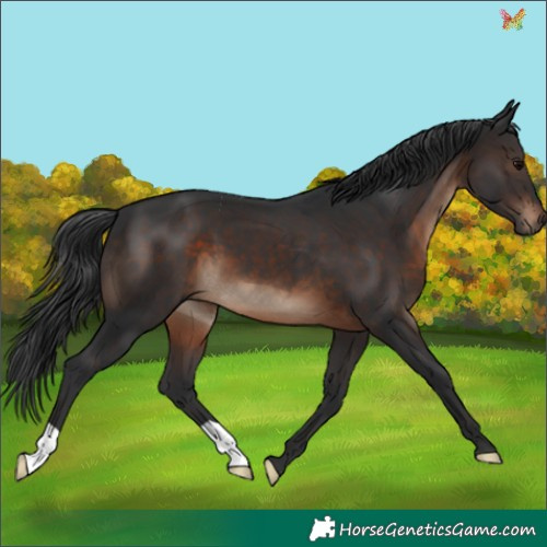 Horse Color:Brown 