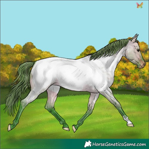 Horse Color:Watercolor Brown Roan Dun Appaloosa 