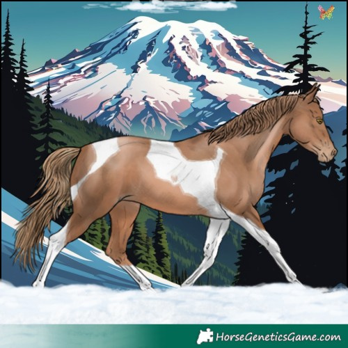 Horse Color:Liver Chestnut Pearl Tobiano 
