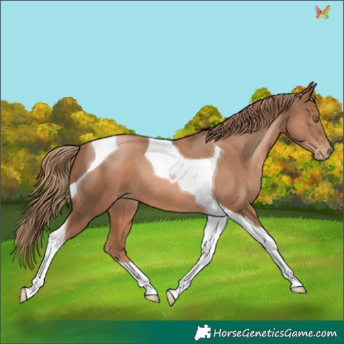Horse Color:Liver Chestnut Pearl Tobiano 